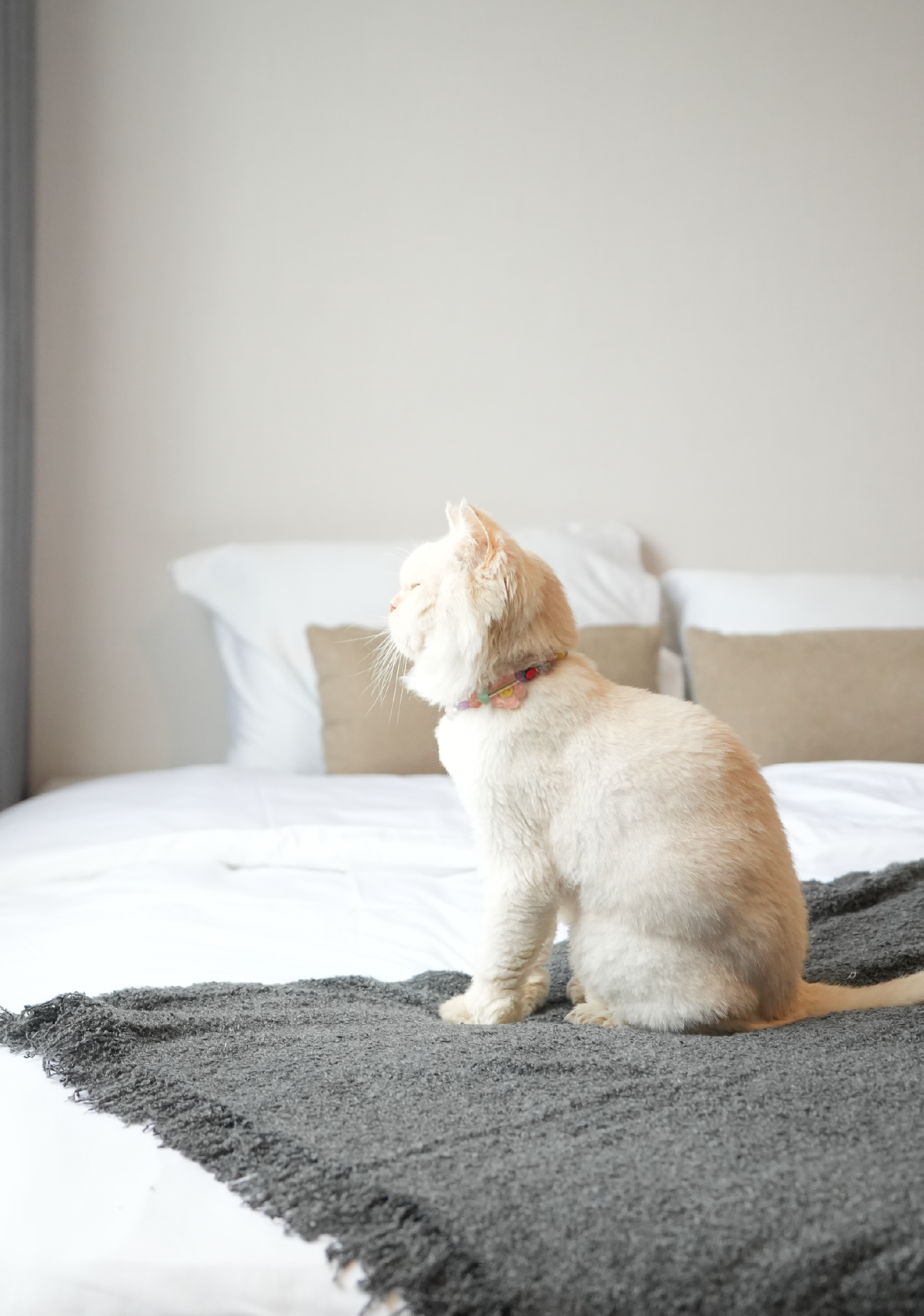 Swiper Carousel Image